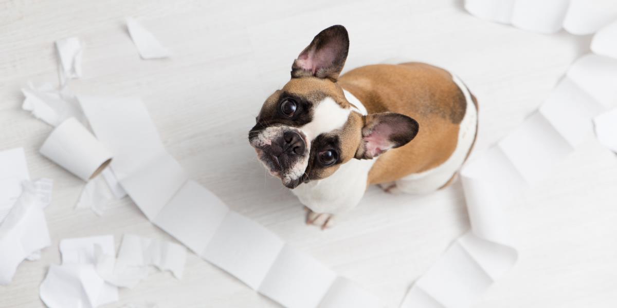 Top Tips For Selling Your Home When You Have Pets